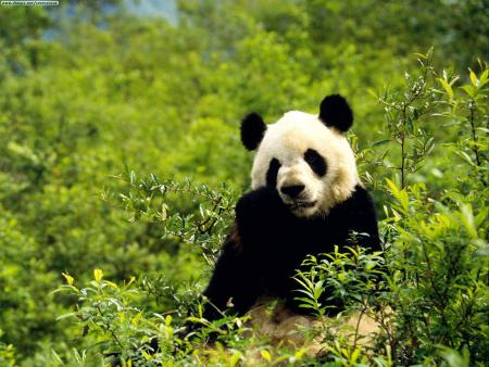 Le Panda