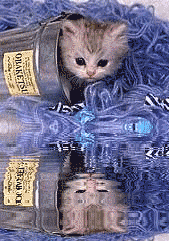 Gif chaton