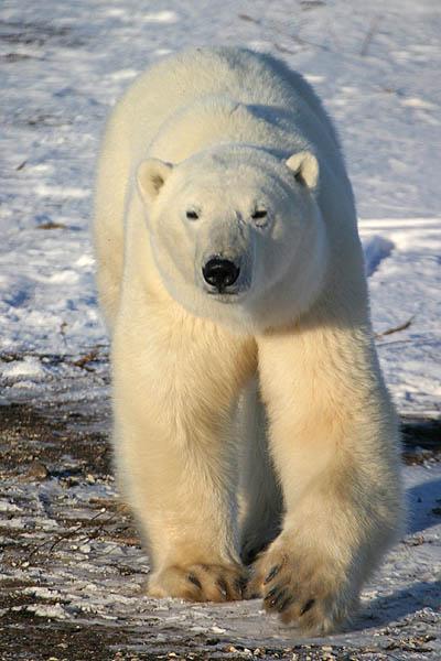 L'Ours Polaire