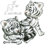 Gif bébés tigres blanc royal