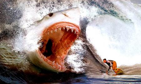 ATTENTION REQUIN!!!