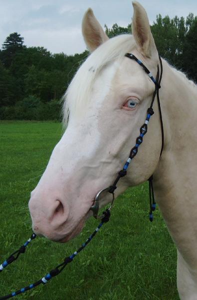 Le cheval blanc dit 