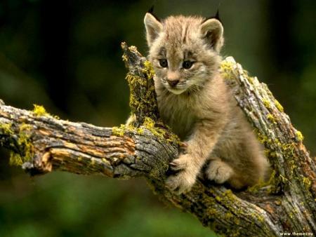 Un Bébé Lynx