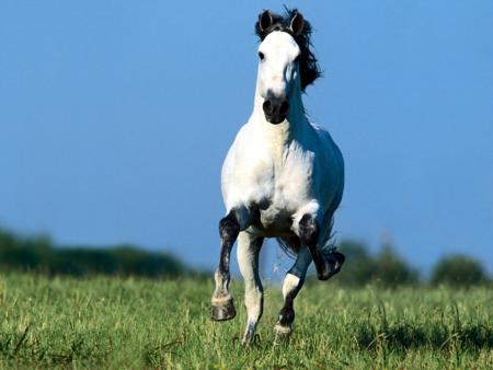Cheval au galop