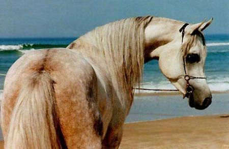 Pur Sang Arabe