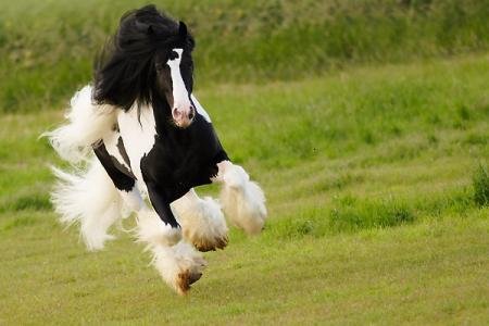 Shire au galop