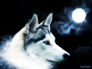 The wolf