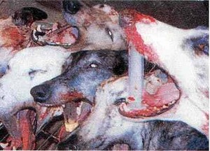 Stop a la torture des animaux