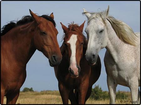 chevaux