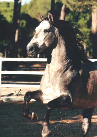 horse