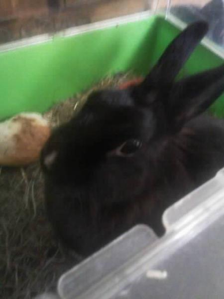 Ma lapine Ametis