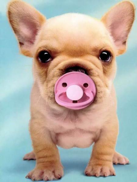 Chiot trop fort! Il est trop chou!