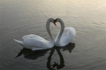 Nightwish: SwanHeart