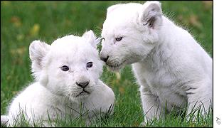 Lionceaux blanc