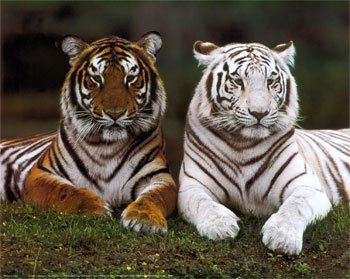 Tigres