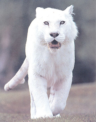 Tigre tout blanc